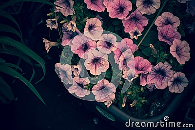 Flowers with the shy color of adolescent girls Stock Photo